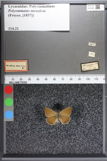 Media type: image;   Entomology 54563